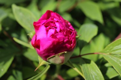 Paeonia suffruticosa - pivoňka keřovitá - květ